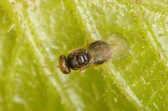 Quadrastichus gallicola