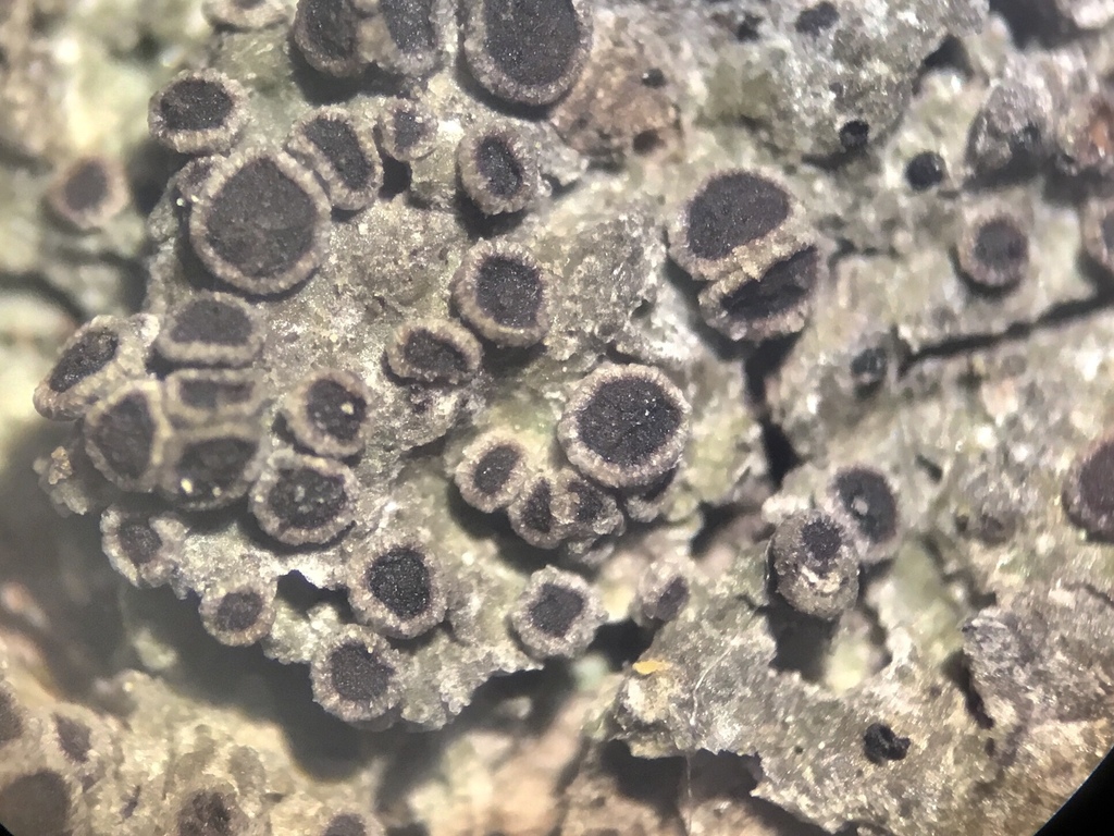 Scaly Pepper-spore Lichen