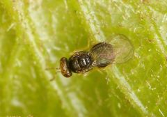 Quadrastichus gallicola