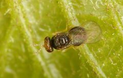 Quadrastichus gallicola