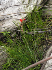Gladiolus brevitubus