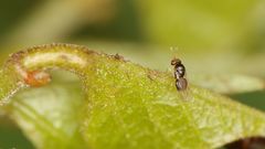 Quadrastichus gallicola