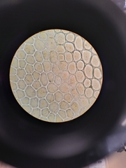 Schistochila ciliata