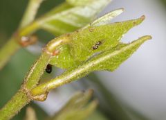 Quadrastichus gallicola