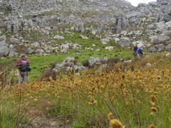 Geochloa rufa