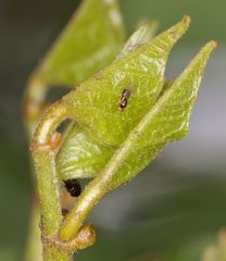 Quadrastichus gallicola