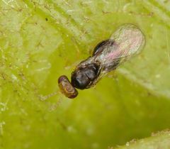 Quadrastichus gallicola