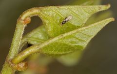 Quadrastichus gallicola