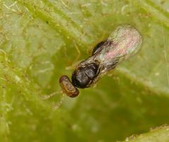 Quadrastichus gallicola