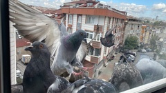 Columba livia domestica