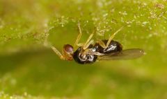 Quadrastichus gallicola