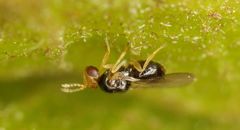 Quadrastichus gallicola