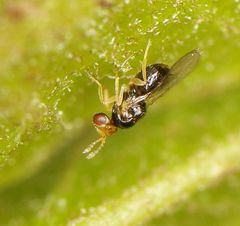 Quadrastichus gallicola