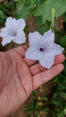 Ruellia macrosolen
