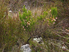 Erica triflora rosea