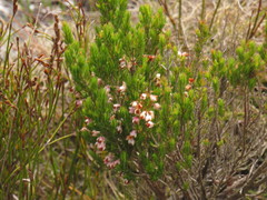 Erica triflora rosea