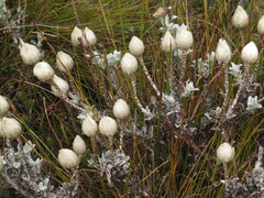 Syncarpha lepidopodium