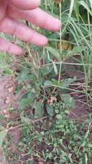 Ruellia macrosolen