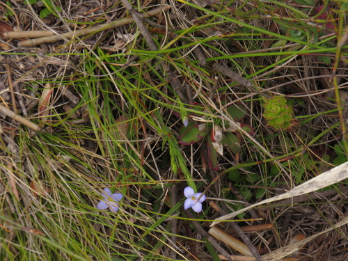 Gnidia linoides (Gnidia linoides)