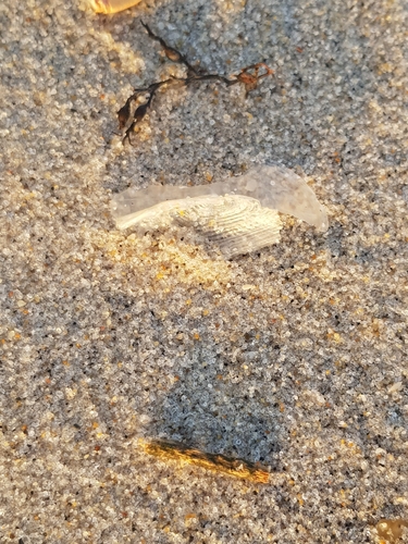 photo of By-the-wind Sailor (Velella velella)