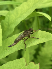 Machimus snowii