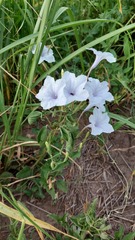 Ruellia macrosolen