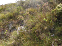 Ursinia caledonica
