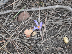 Crocus serotinus