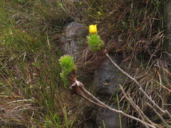 Ursinia caledonica