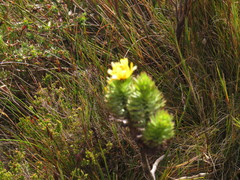 Ursinia caledonica
