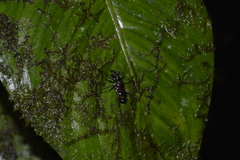 Oxygonia
