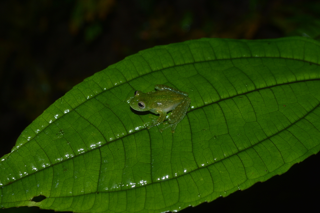 Zarza Glassfrog
