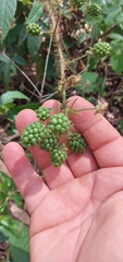 Rubus erythrocladus