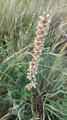 Pterocaulon lorentzii