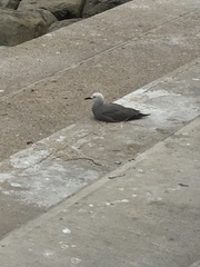 Leucophaeus modestus