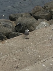 Leucophaeus modestus