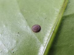 Epelidochiton piperis