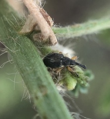 Pseudapion rufirostre