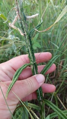 Pterocaulon lorentzii