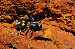 Traumatomutilla angustata