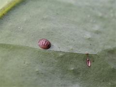 Epelidochiton piperis