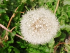 Taraxacum officinale