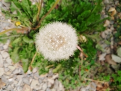 Taraxacum officinale