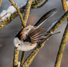 Long-Tailed Tit photo 5