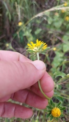 Dimerostemma aspilioides