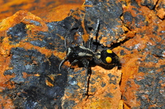 Traumatomutilla angustata