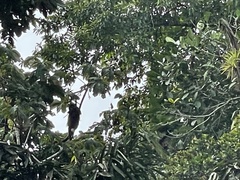 Alouatta palliata
