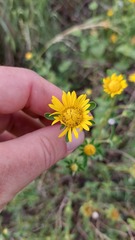 Dimerostemma aspilioides