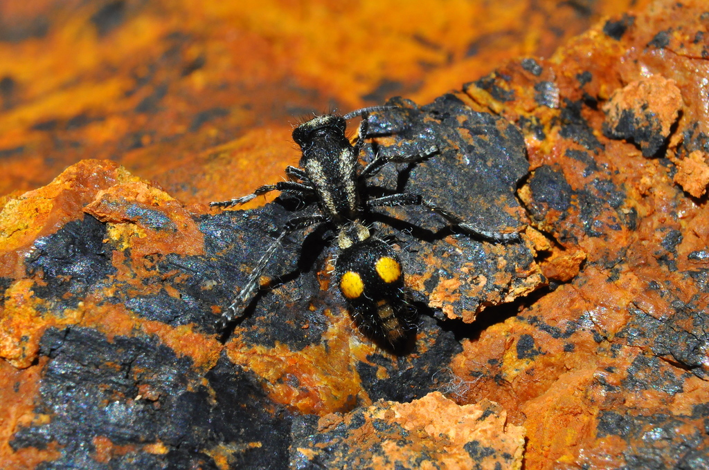Traumatomutilla angustata