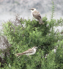 Mimus parvulus barringtoni
